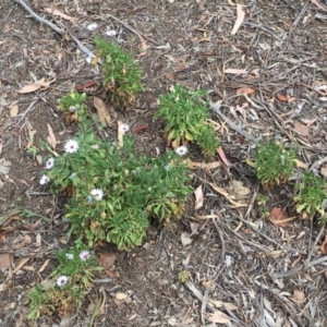 Dimorphotheca ecklonis at Hackett, ACT - 3 Nov 2018 12:00 AM