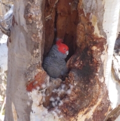 Callocephalon fimbriatum (Gang-gang Cockatoo) at GG52 - 3 Nov 2018 by JackyF