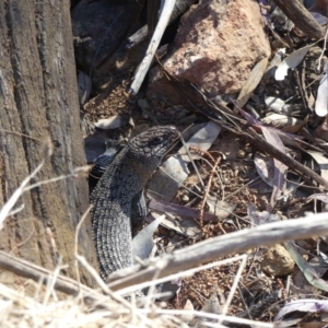 Egernia cunninghami at Majura, ACT - 3 Nov 2018