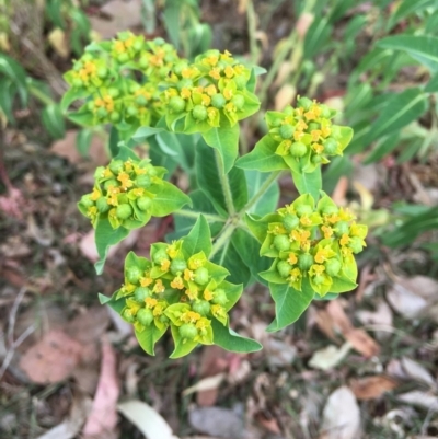 Euphorbia oblongata (Egg-leaf Spurge) at Hackett, ACT - 3 Nov 2018 by RWPurdie