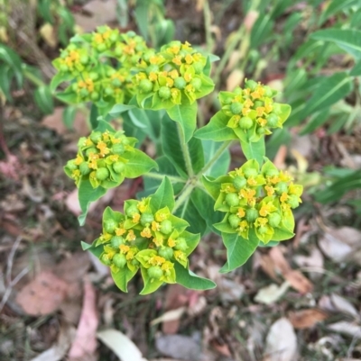 Euphorbia oblongata (Egg-leaf Spurge) at Hackett, ACT - 2 Nov 2018 by RWPurdie