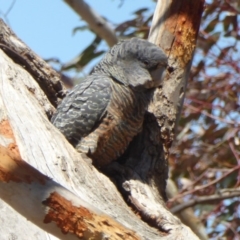 Callocephalon fimbriatum (Gang-gang Cockatoo) at Hughes, ACT - 3 Nov 2018 by JackyF