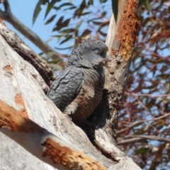 Callocephalon fimbriatum at Hughes, ACT - suppressed