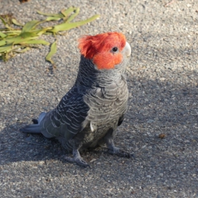 Callocephalon fimbriatum (Gang-gang Cockatoo) at Hackett, ACT - 3 Nov 2018 by WalterEgo