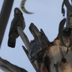 Callocephalon fimbriatum (Gang-gang Cockatoo) at Hughes, ACT - 3 Nov 2018 by JackyF