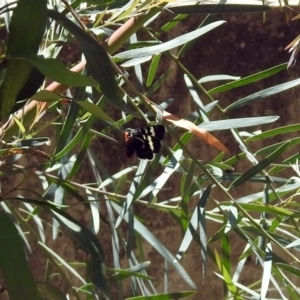 Phalaenoides tristifica at Parkes, ACT - 3 Nov 2018