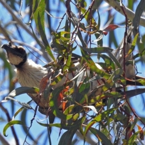 Philemon corniculatus at Parkes, ACT - 3 Nov 2018 12:49 PM