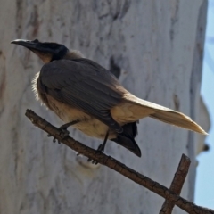 Philemon corniculatus at Parkes, ACT - 3 Nov 2018 12:49 PM