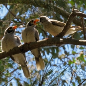 Manorina melanocephala at Parkes, ACT - 3 Nov 2018 12:54 PM