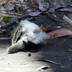 Manorina melanocephala at Parkes, ACT - 3 Nov 2018 12:54 PM