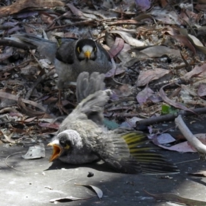 Manorina melanocephala at Parkes, ACT - 3 Nov 2018 12:54 PM