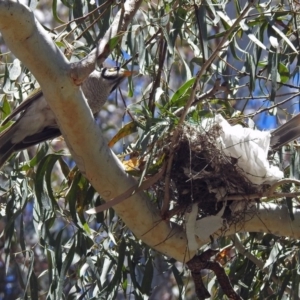 Manorina melanocephala at Parkes, ACT - 3 Nov 2018 12:54 PM