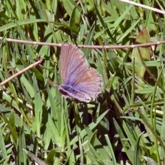 Zizina otis (Common Grass-Blue) at Kingston, ACT - 3 Nov 2018 by RodDeb