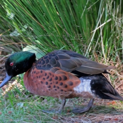 Anas castanea (Chestnut Teal) at Kingston, ACT - 3 Nov 2018 by RodDeb