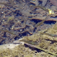 Gambusia holbrooki (Gambusia, Plague minnow, Mosquito fish) at Kingston, ACT - 3 Nov 2018 by RodDeb