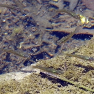 Gambusia holbrooki at Kingston, ACT - 3 Nov 2018