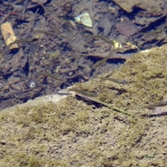 Gambusia holbrooki at Kingston, ACT - 3 Nov 2018