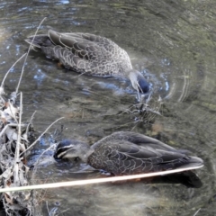 Anas superciliosa (Pacific Black Duck) at Lake Burley Griffin Central/East - 3 Nov 2018 by RodDeb