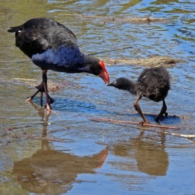 Porphyrio melanotus (Australasian Swamphen) at Kingston, ACT - 3 Nov 2018 by RodDeb