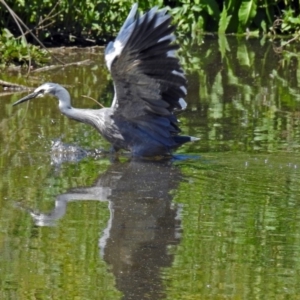 Egretta novaehollandiae at Kingston, ACT - 3 Nov 2018 01:52 PM