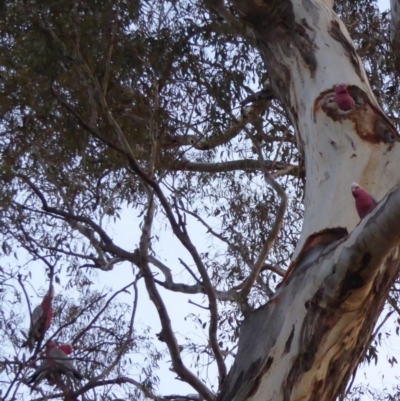 Eolophus roseicapilla (Galah) at Hughes, ACT - 2 Nov 2018 by JackyF