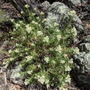 Cassinia aculeata subsp. aculeata at Deakin, ACT - 3 Nov 2018