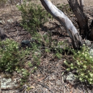 Cassinia aculeata subsp. aculeata at Deakin, ACT - 3 Nov 2018