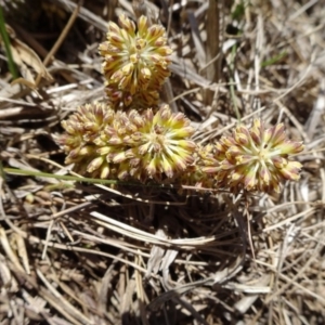 Lomandra multiflora at Hall, ACT - 3 Nov 2018