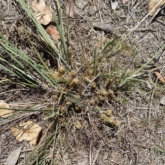 Lomandra multiflora at Hall, ACT - 3 Nov 2018