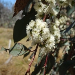 Eucalyptus dives (Broad-leaved Peppermint) at Hall Cemetery - 3 Nov 2018 by JanetRussell
