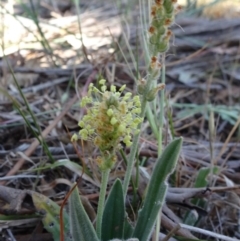 Plantago debilis (Shade Plantain) at Hall Cemetery - 3 Nov 2018 by JanetRussell