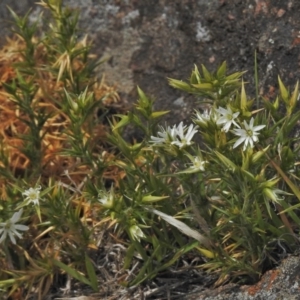 Stellaria pungens at Molonglo River Reserve - 23 Oct 2018