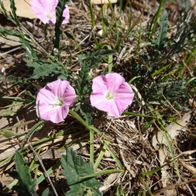 Convolvulus angustissimus subsp. angustissimus (Australian Bindweed) at Hall, ACT - 3 Nov 2018 by JanetRussell