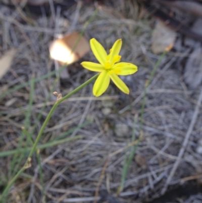 Tricoryne elatior (Yellow Rush Lily) at Hall Cemetery - 3 Nov 2018 by JanetRussell