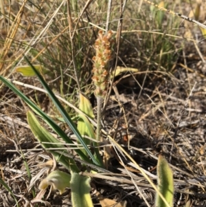 Plantago varia at Macgregor, ACT - 3 Nov 2018