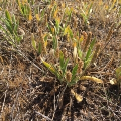 Plantago varia at Macgregor, ACT - 3 Nov 2018 09:38 AM