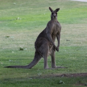 Macropus giganteus at Campbell, ACT - 3 Nov 2018 06:54 PM