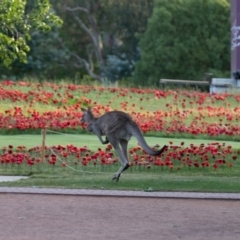 Macropus giganteus at Campbell, ACT - 3 Nov 2018 06:54 PM