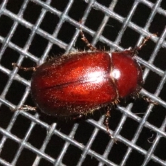 Scarabaeidae (family) (Scarab beetle, curl grub) at Rosedale, NSW - 25 Oct 2018 by jbromilow50