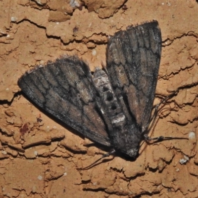 Rhuma argyraspis (Webbed Grey) at Wanniassa, ACT - 3 Nov 2018 by JohnBundock