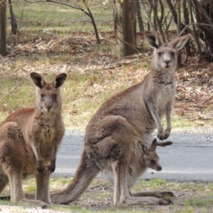 Macropus giganteus at Paddys River, ACT - 25 Oct 2018 05:24 PM