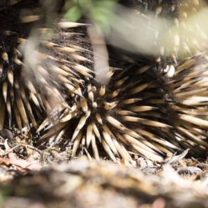 Tachyglossus aculeatus at Michelago, NSW - 3 Nov 2018