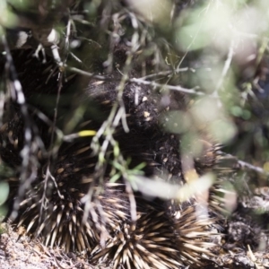 Tachyglossus aculeatus at Michelago, NSW - 3 Nov 2018