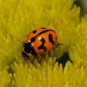 Coccinella transversalis at Acton, ACT - 2 Nov 2018 09:13 AM