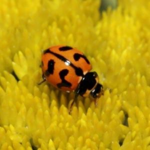 Coccinella transversalis at Acton, ACT - 2 Nov 2018 09:13 AM