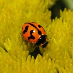 Coccinella transversalis at Acton, ACT - 2 Nov 2018 09:13 AM