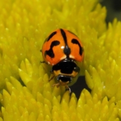 Coccinella transversalis at Acton, ACT - 2 Nov 2018 09:13 AM