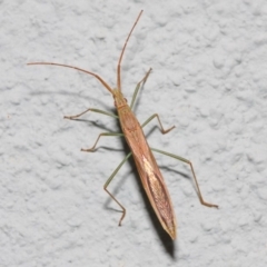 Mutusca brevicornis (A broad-headed bug) at Hackett, ACT - 2 Nov 2018 by TimL