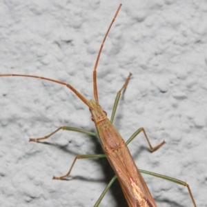 Mutusca brevicornis at Hackett, ACT - 2 Nov 2018