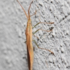 Mutusca brevicornis at Hackett, ACT - 2 Nov 2018 09:18 AM